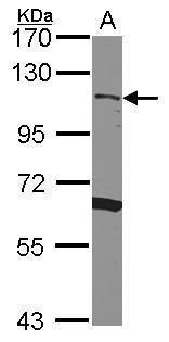 CD34 Antibody