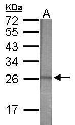 CD34 Antibody