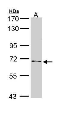 NUMB Antibody