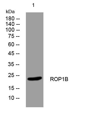 ROPN1B Antibody