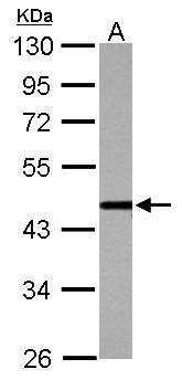 cleavage stimulation factor Antibody