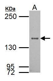 SRC1 Antibody