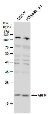 ARF6 Antibody