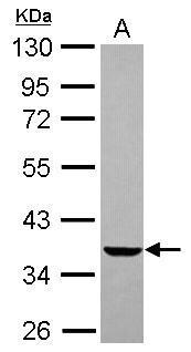 EDG2 Antibody