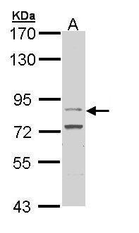 FGFR4 Antibody