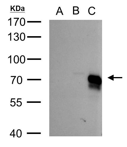BMPR1A Antibody