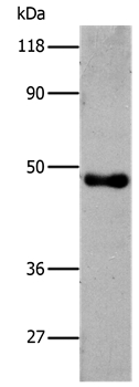6×His Antibody