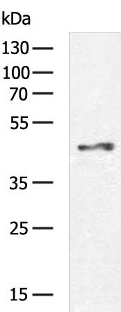 ACTIN Antibody