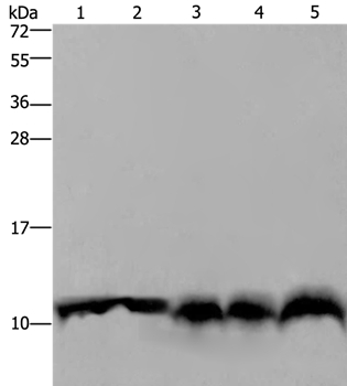 UBB Antibody