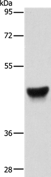 KRT13 Antibody