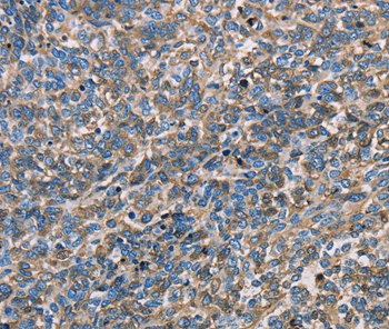 APOA1 Antibody