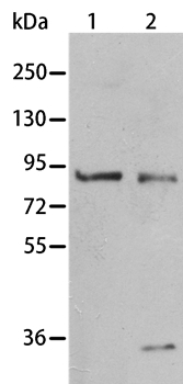 BAG3 Antibody