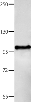 BCOR Antibody