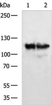 AARS2 Antibody