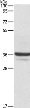 ANXA3 Antibody