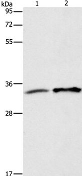 ANXA4 Antibody