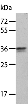 ANXA8 Antibody
