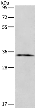 ANXA13 Antibody