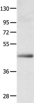 APLNR Antibody