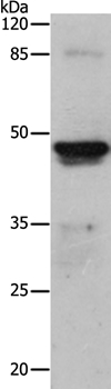 KRT15 Antibody