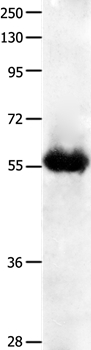 KRT4 Antibody