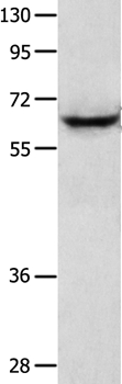 KRT2 Antibody