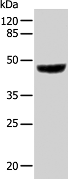 KRT31 Antibody