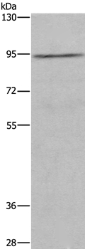 MUC15 Antibody