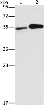 FSCN1 Antibody