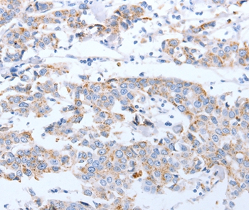 ARF4 Antibody