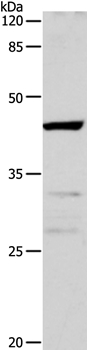 CDK10 Antibody