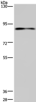 CNGA3 Antibody