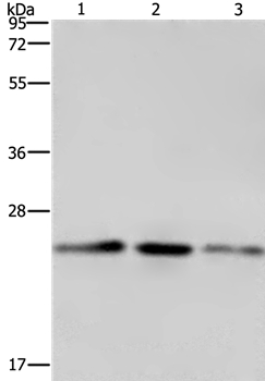 EMC8 Antibody