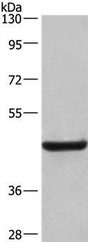LAMP2 Antibody