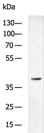 DTX3 Antibody