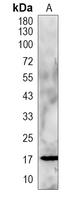 GIP Antibody
