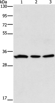 GPA33 Antibody