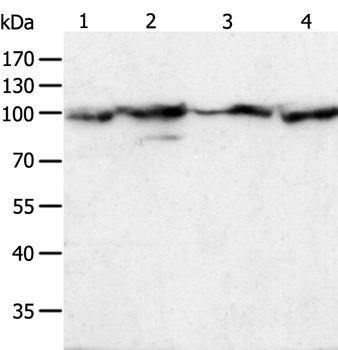 HSP90B1 Antibody