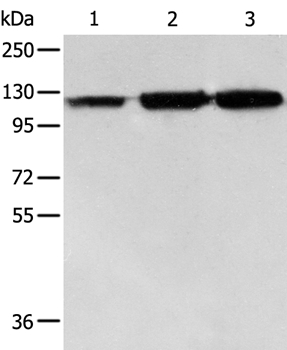 HSPH1 Antibody