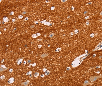 IGSF8 Antibody