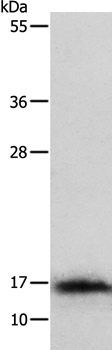 IL3 Antibody