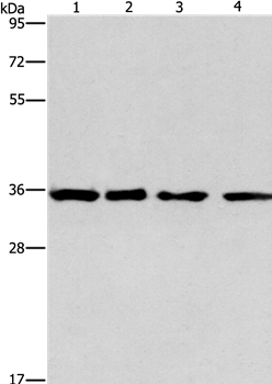INHBC Antibody