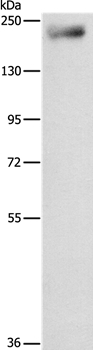 IQGAP3 Antibody