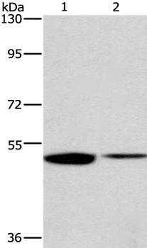IRF6 Antibody