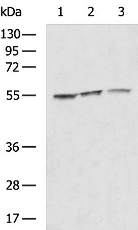 LYVE1 Antibody