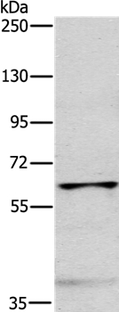 MYLK2 Antibody