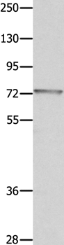 MUC20 Antibody