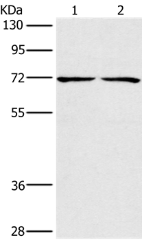 CHRNA4 Antibody
