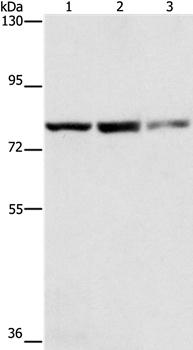 NFE2L1 Antibody