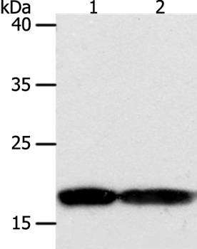 PDCD6 Antibody
